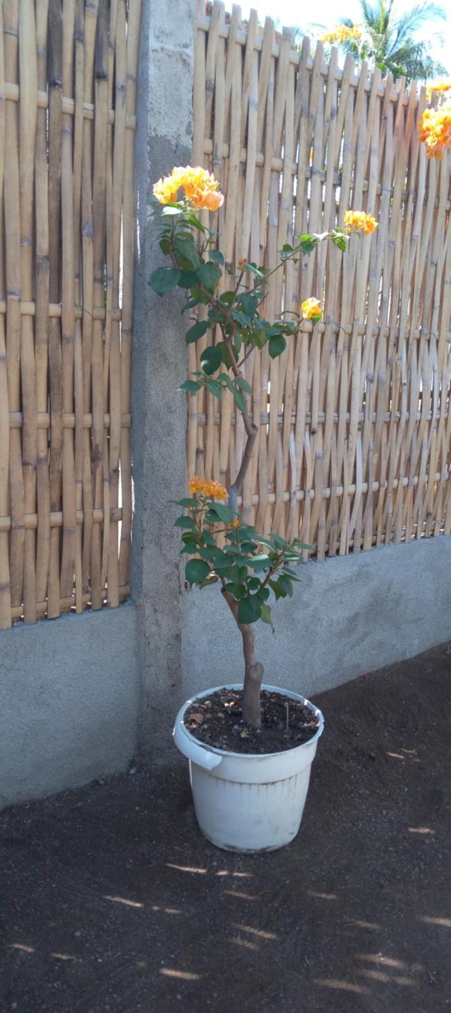 Exotic House Vila Ilhas Gili Exterior foto