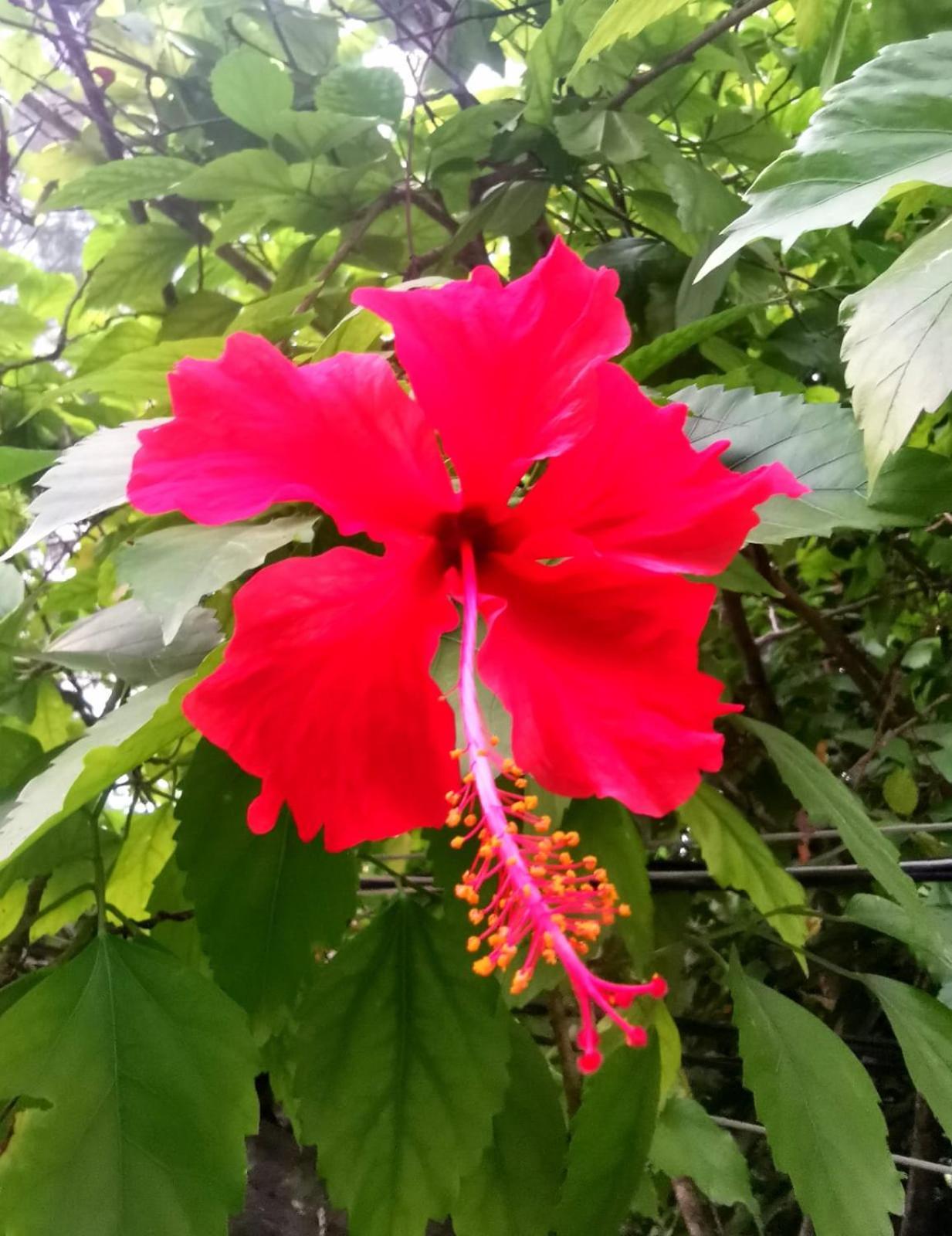 Exotic House Vila Ilhas Gili Exterior foto